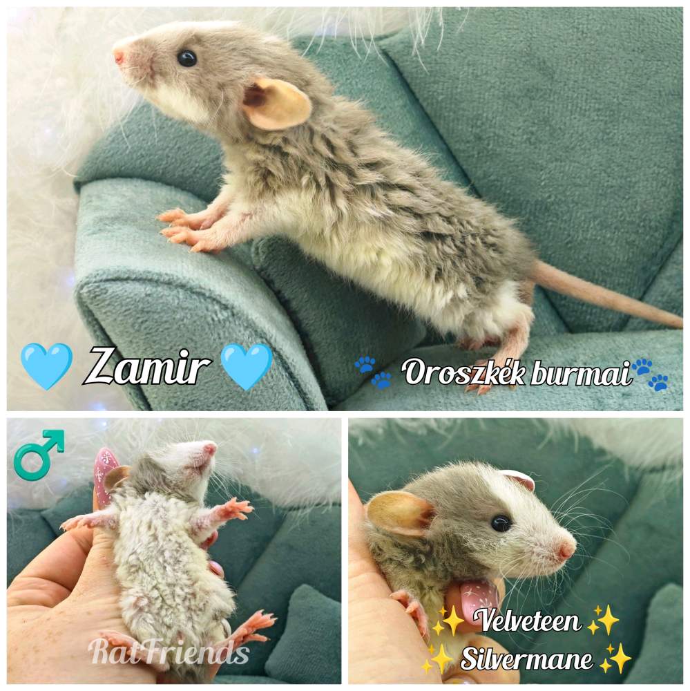 Fancy rat Available for rehoming Rattus norvegicus 
