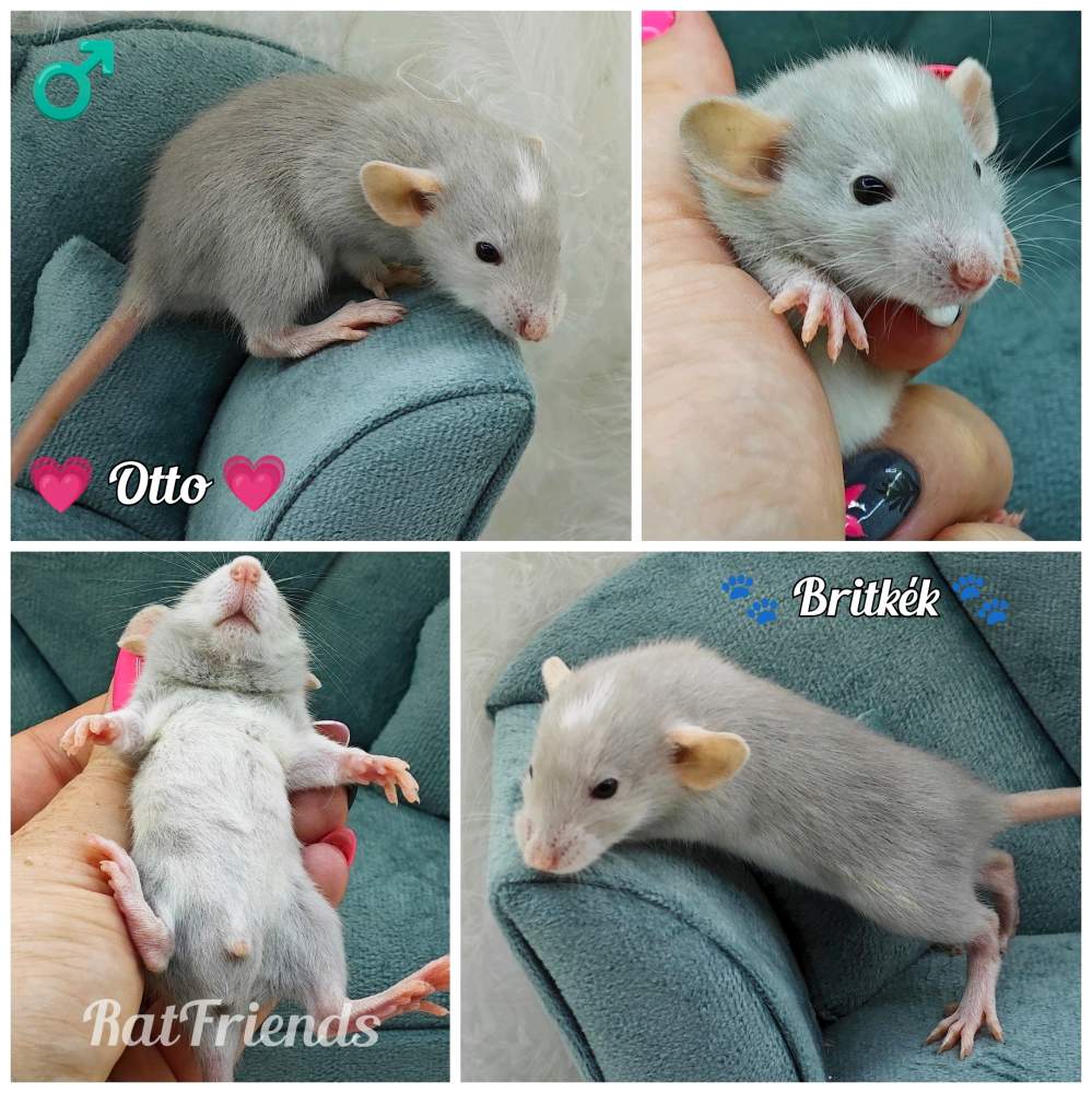 Fancy rat Rehomed Rattus norvegicus 
