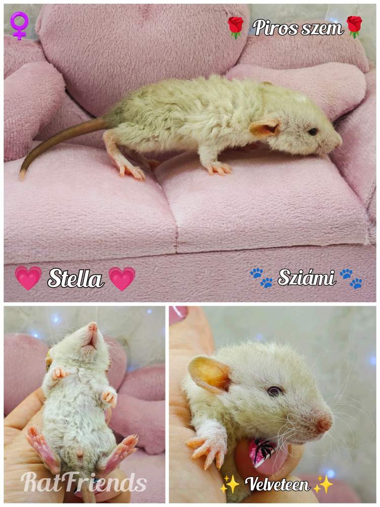 Fancy rat Available for rehoming Rattus norvegicus 