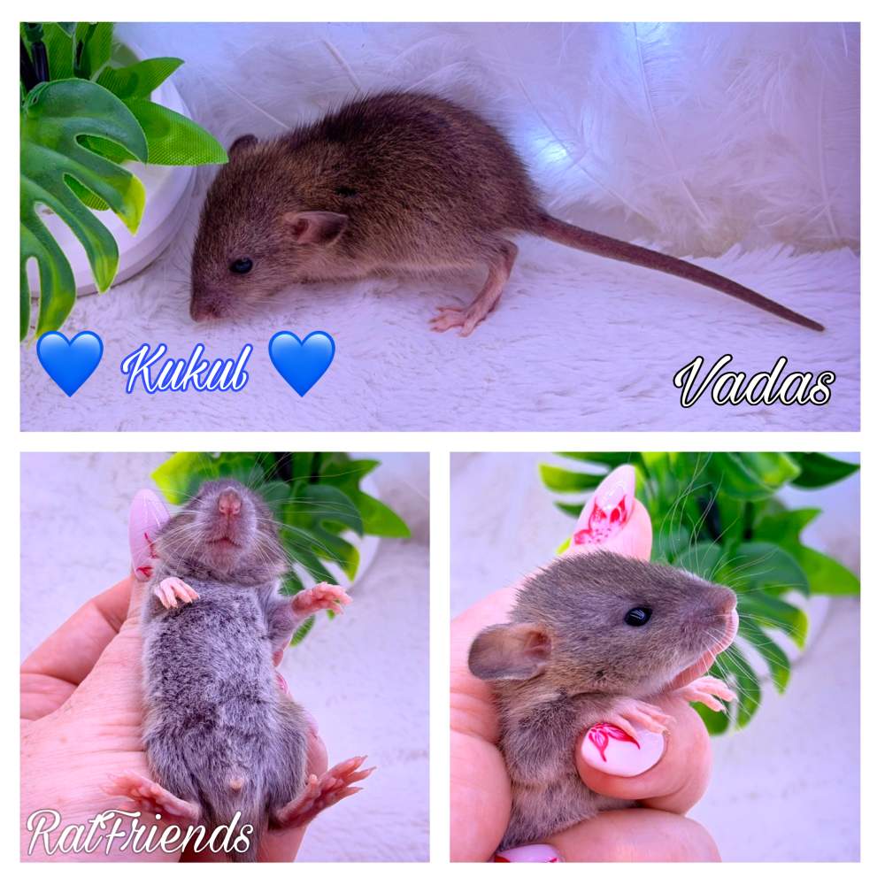 Fancy rat Available for rehoming Rattus norvegicus 