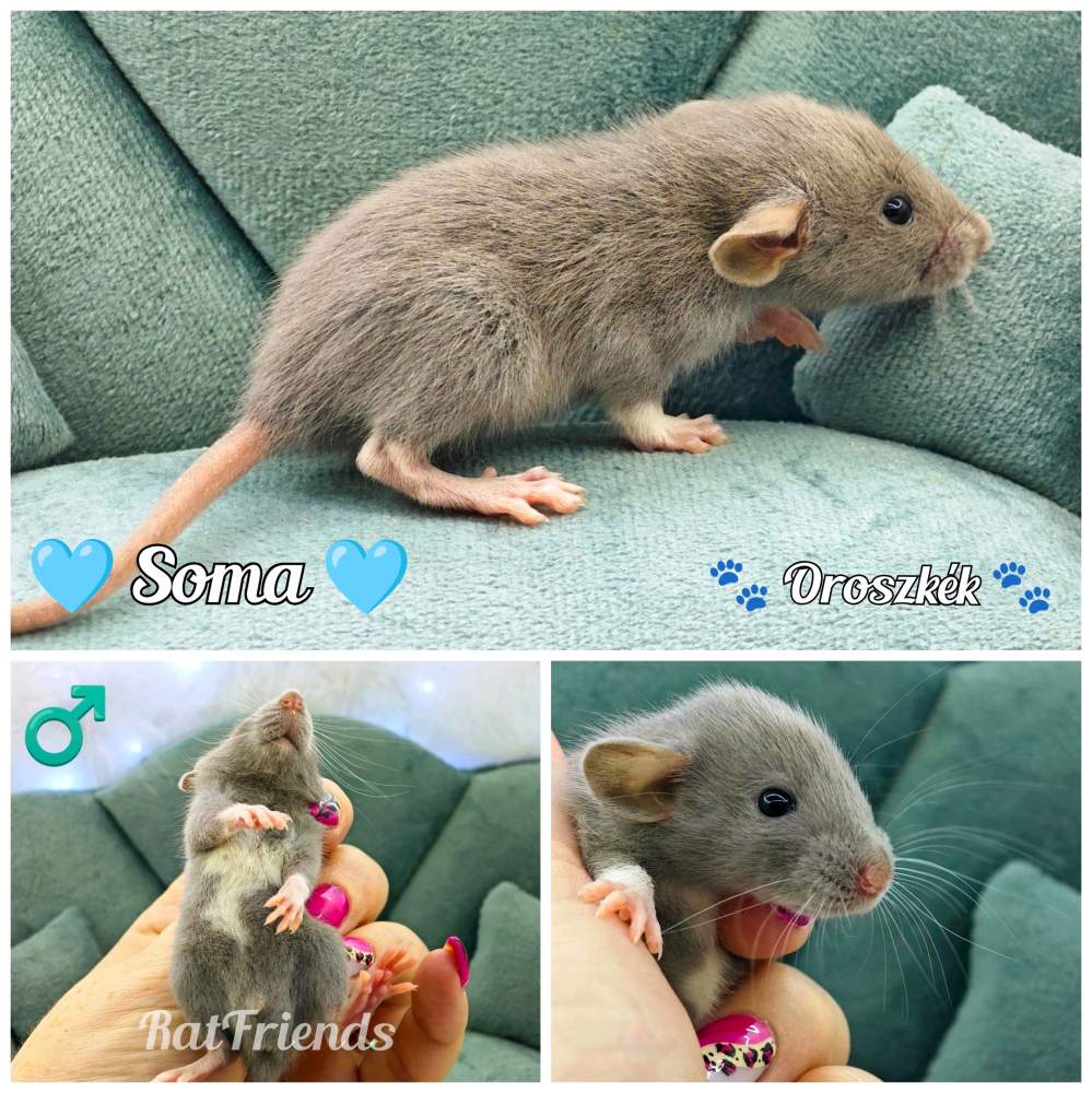 Fancy rat Rehomed Rattus norvegicus 