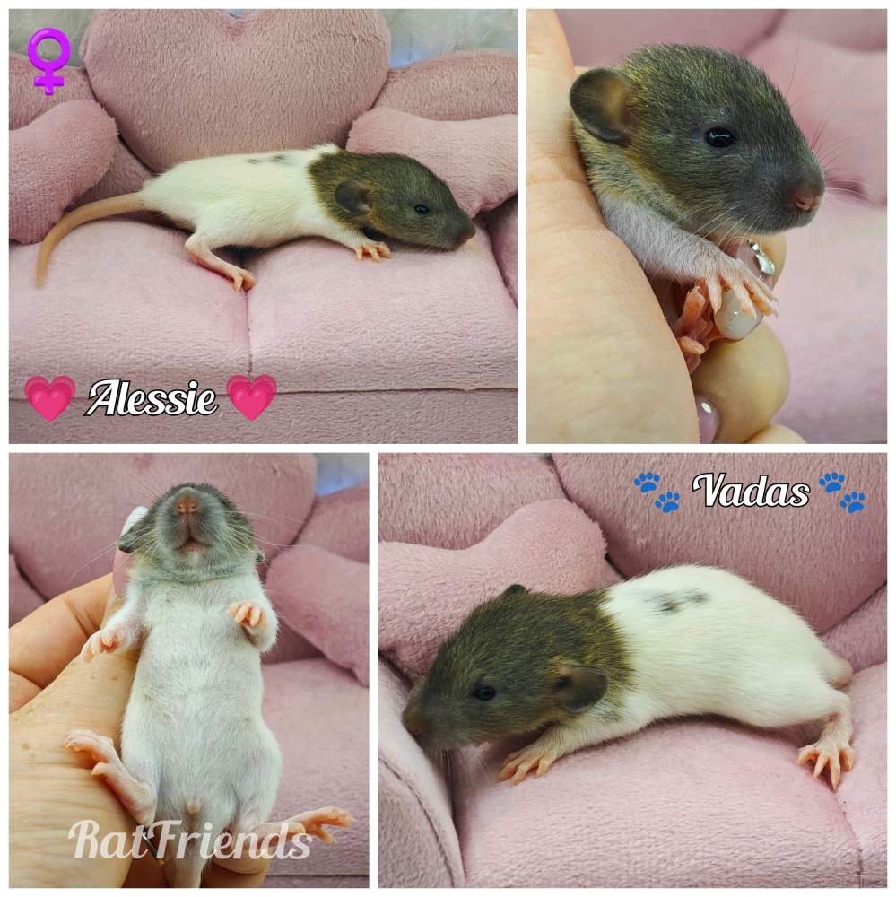 Fancy rat Available for rehoming Rattus norvegicus 