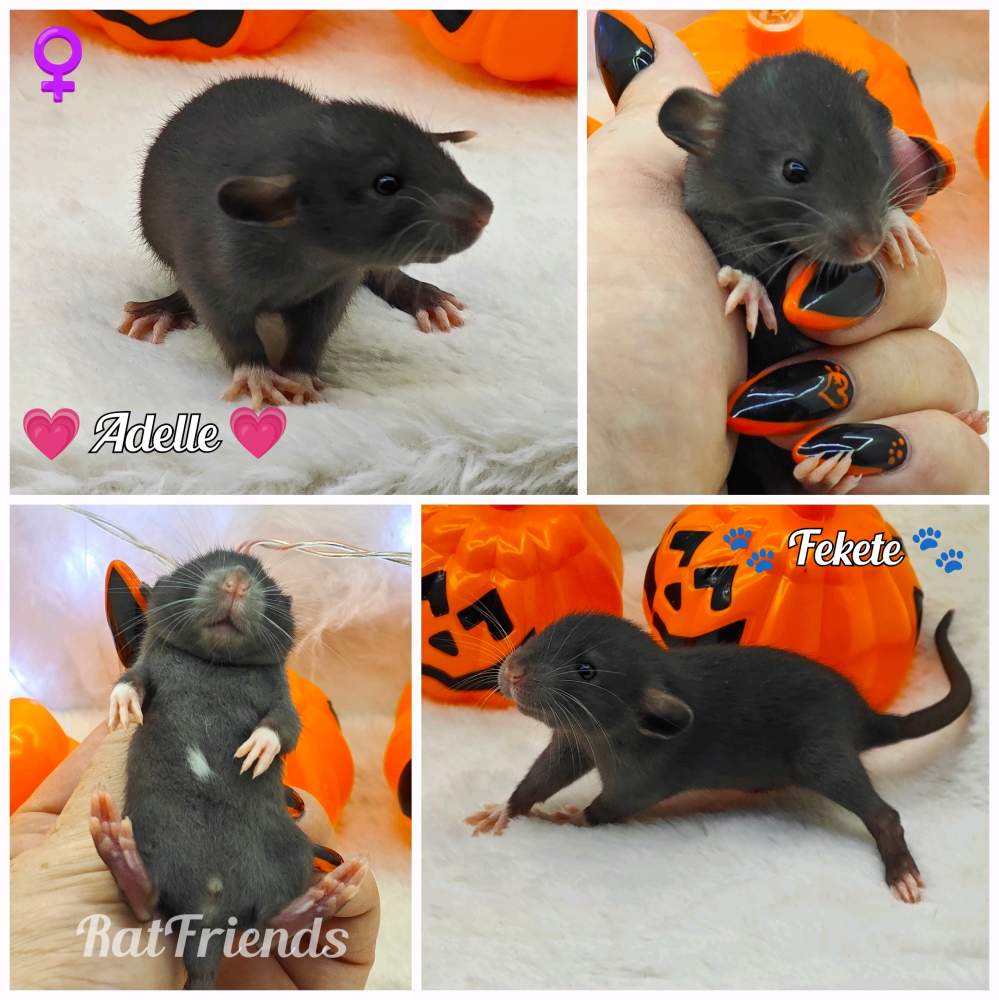 Fancy rat Owned by other Rattus norvegicus 