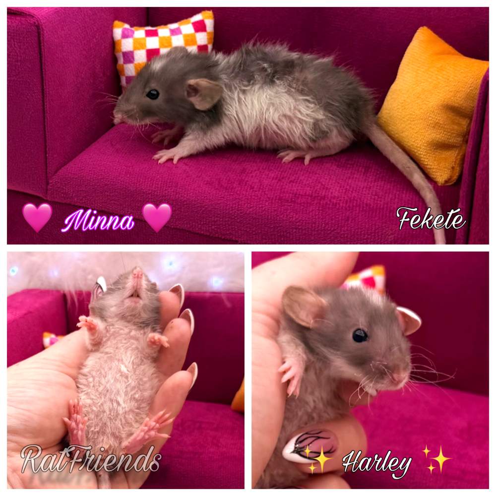 Fancy rat Available for rehoming Rattus norvegicus 