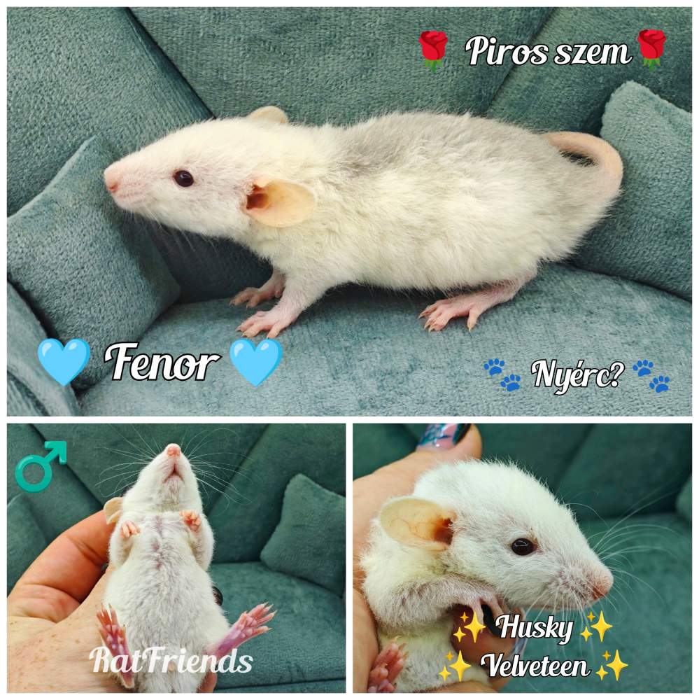 Fancy rat Rehomed Rattus norvegicus 