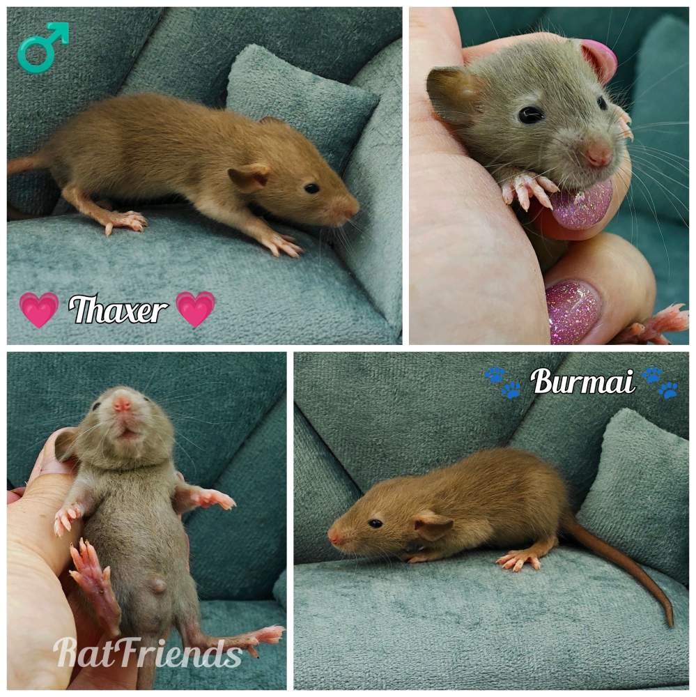 Fancy rat Available for rehoming Rattus norvegicus 