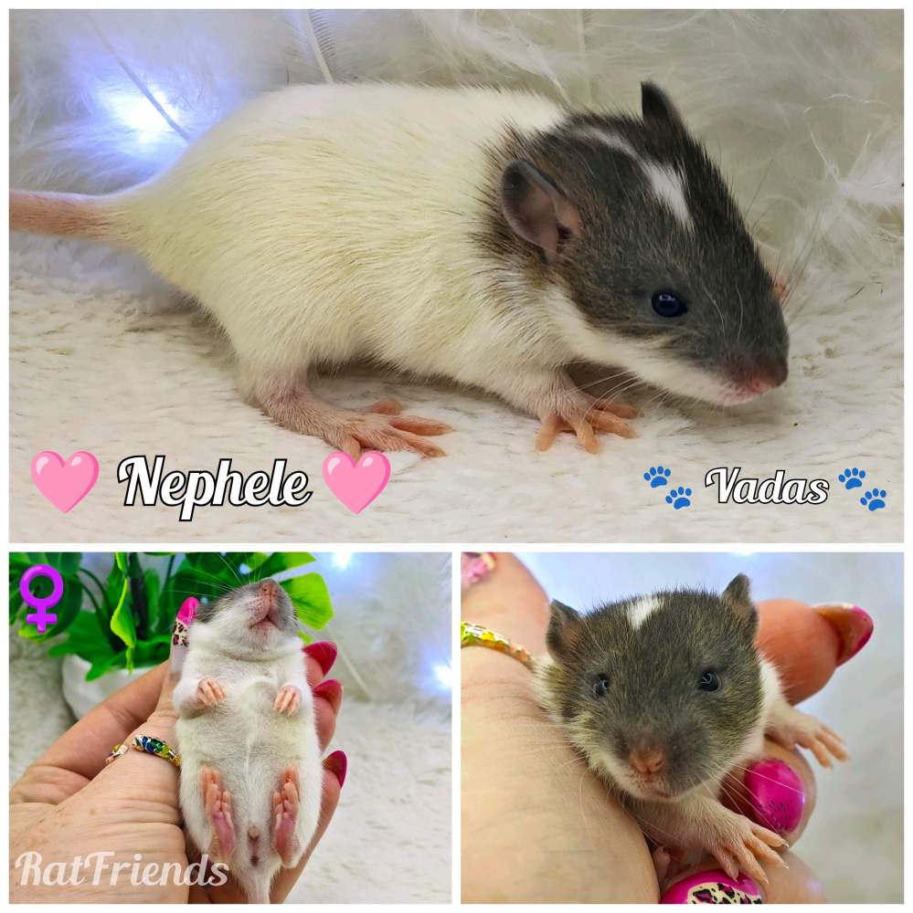Fancy rat Available for rehoming Rattus norvegicus 