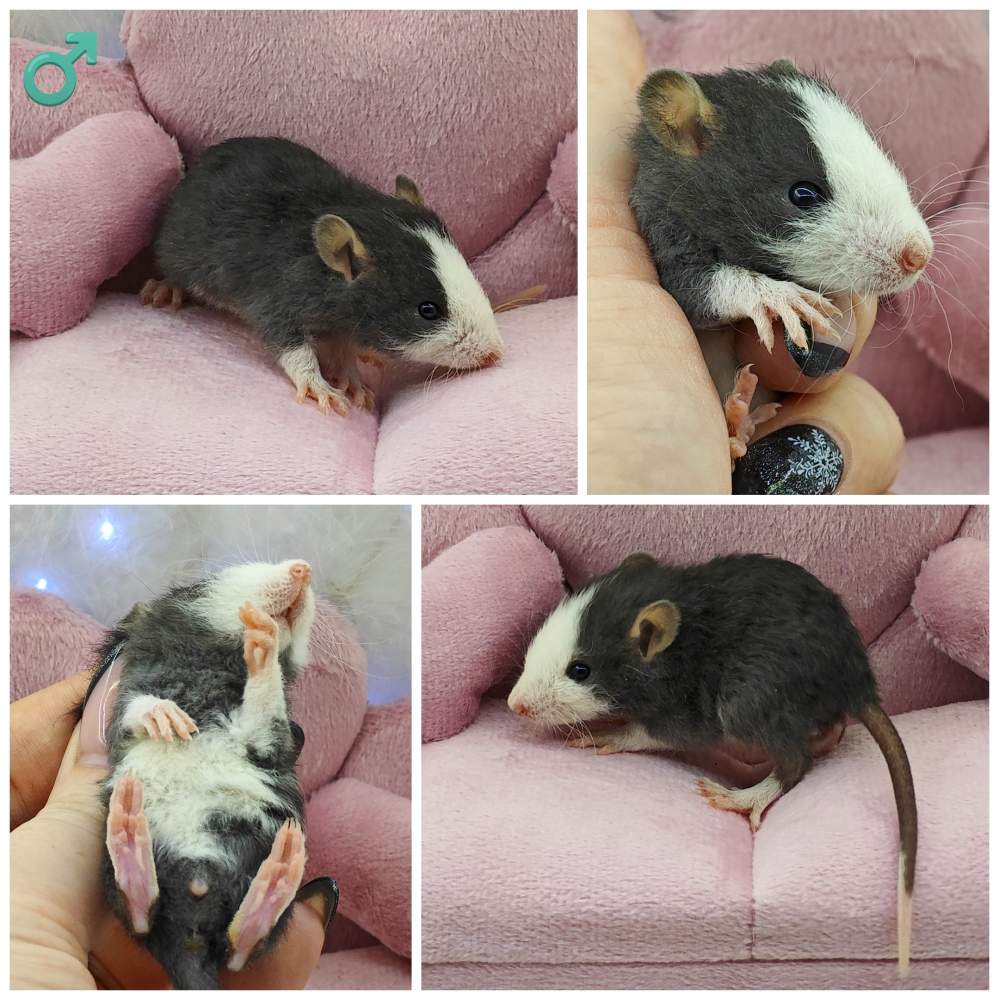 Fancy rat Breeder Rattus norvegicus 