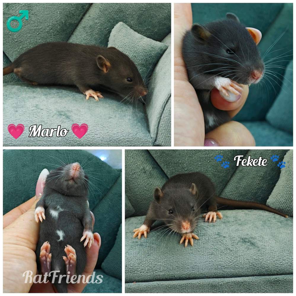 Fancy rat Available for rehoming Rattus norvegicus 