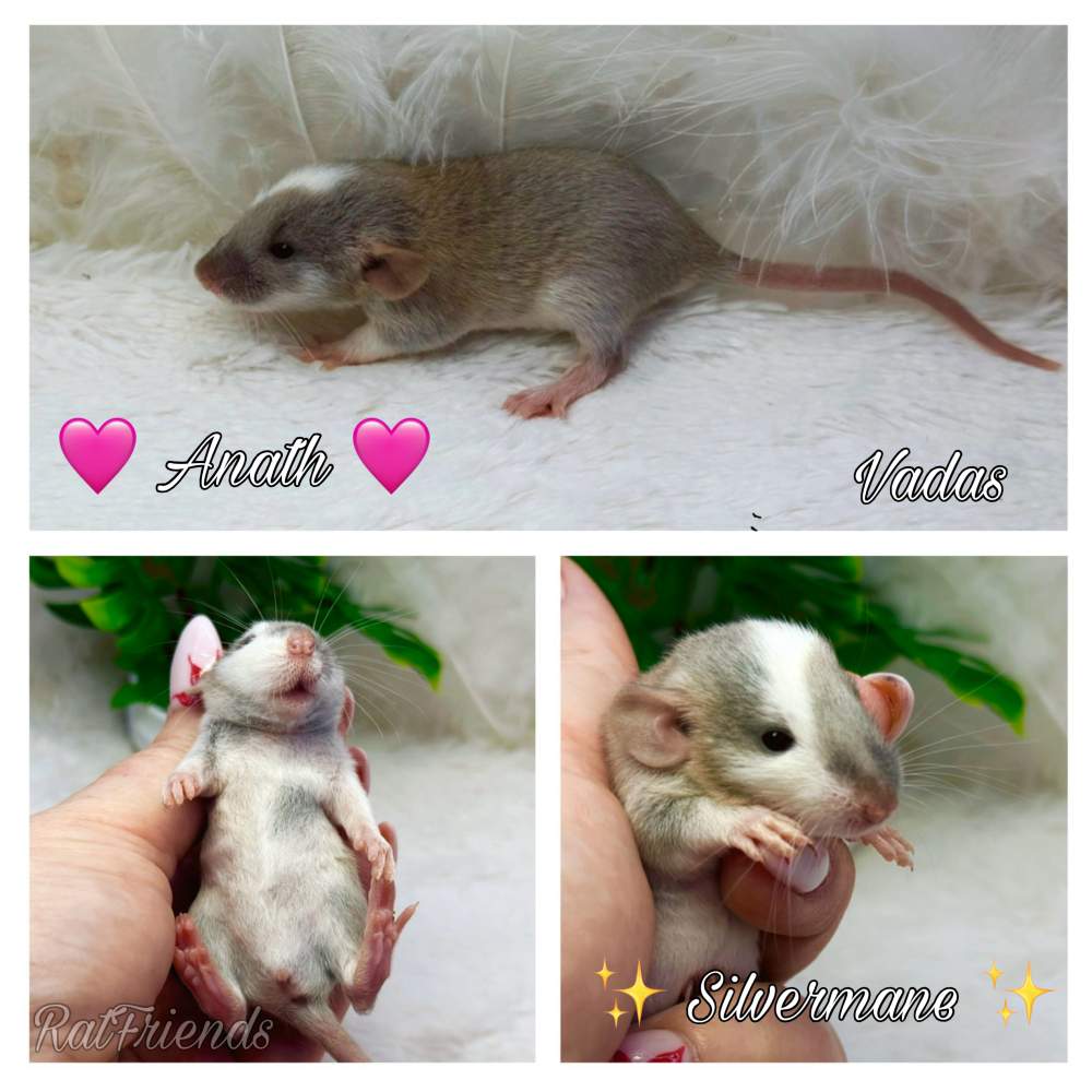 Fancy rat Available for rehoming Rattus norvegicus 