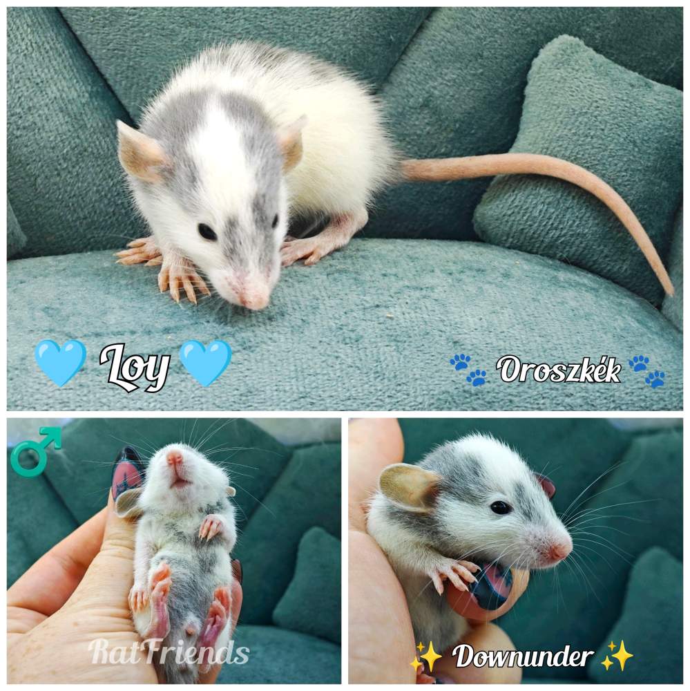 Fancy rat Available for rehoming Rattus norvegicus 