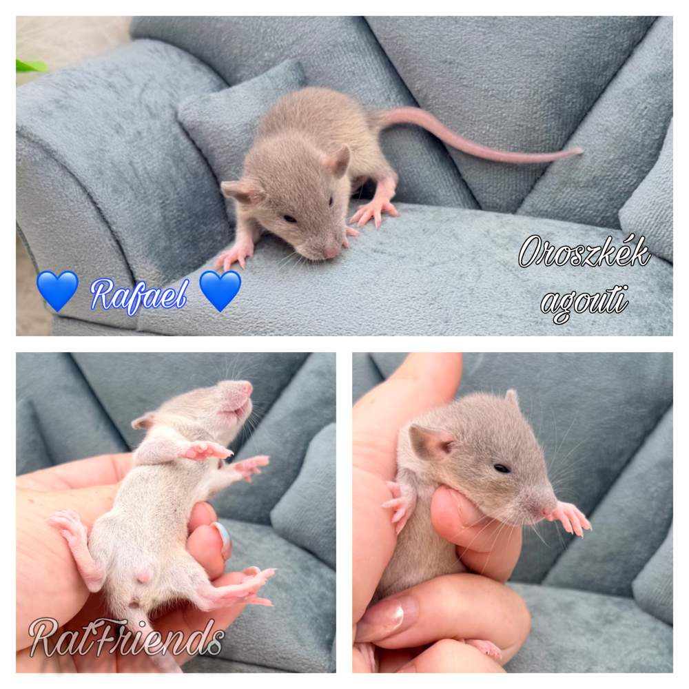 Fancy rat Available for rehoming Rattus norvegicus 