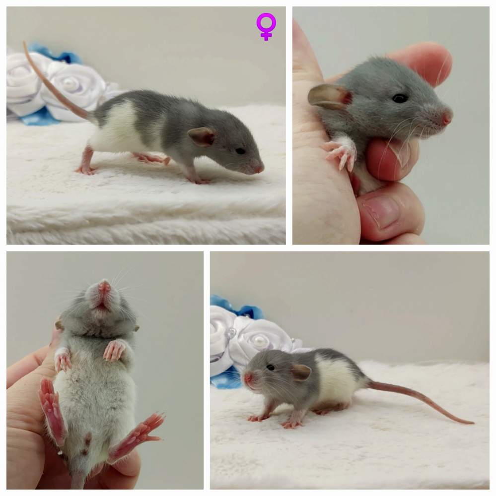 Fancy rat Owned by other Rattus norvegicus 