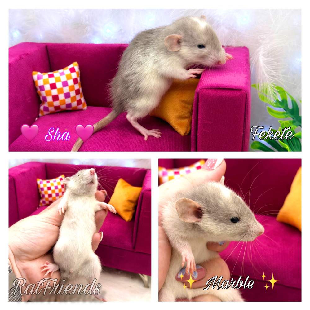 Fancy rat Breeder Rattus norvegicus 