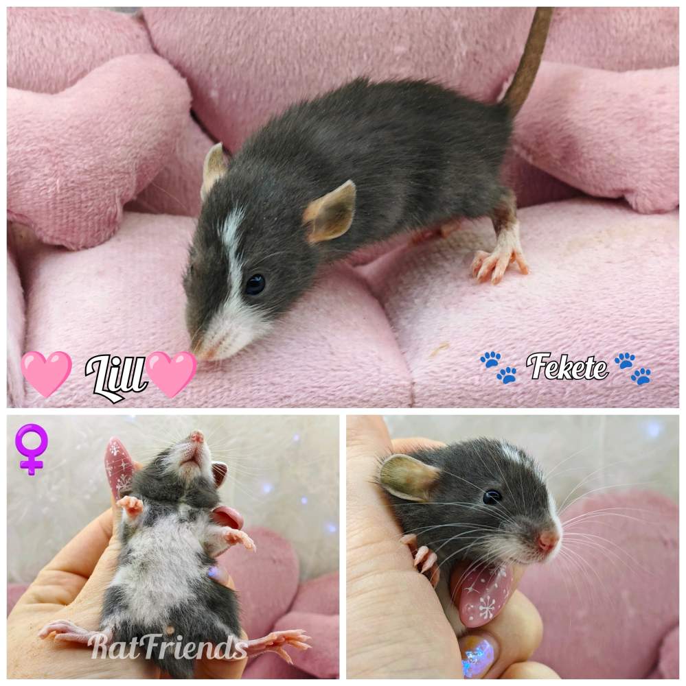 Fancy rat Rehomed Rattus norvegicus 