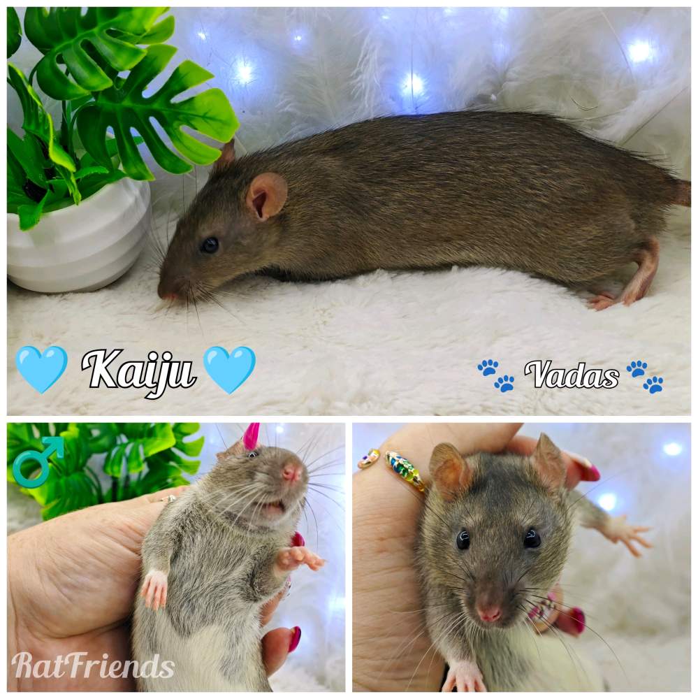 Fancy rat Breeder Rattus norvegicus 