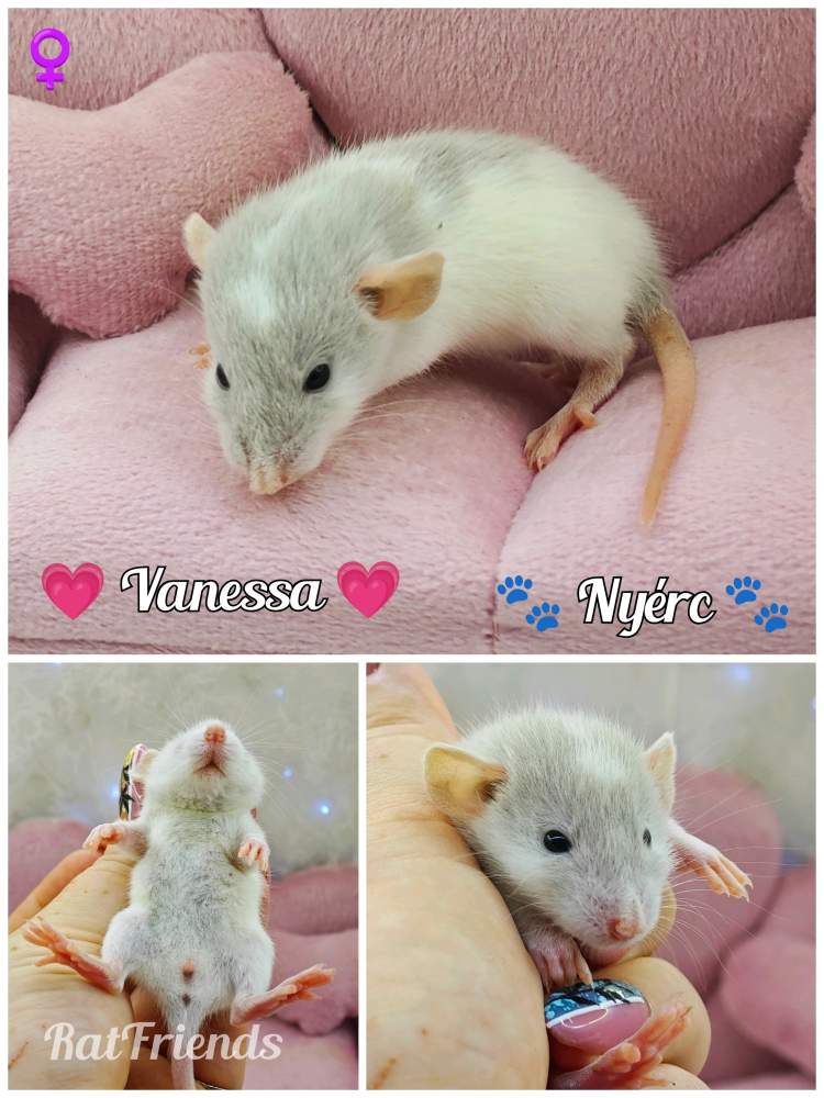Fancy rat Available for rehoming Rattus norvegicus 