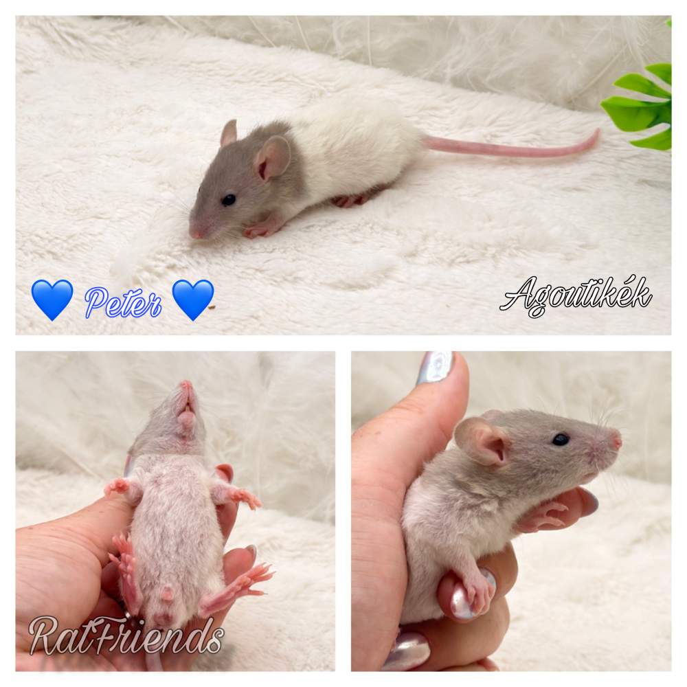 Fancy rat Available for rehoming Rattus norvegicus 