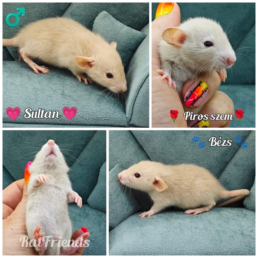 Fancy rat Available for rehoming Rattus norvegicus 