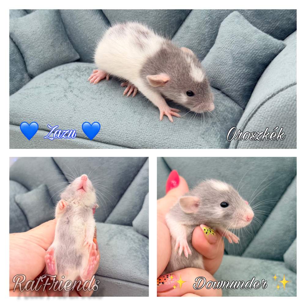 Fancy rat Available for rehoming Rattus norvegicus 