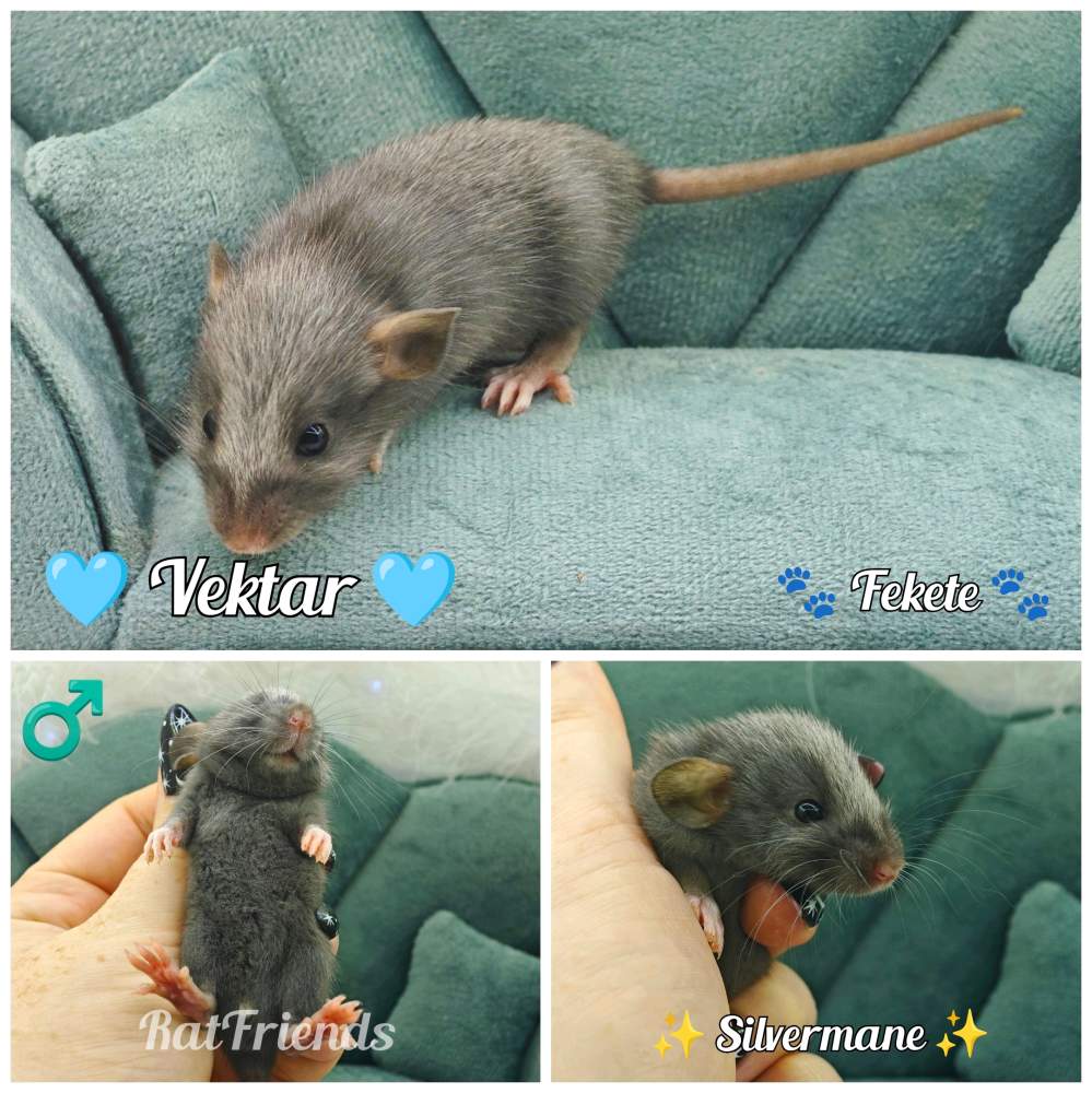 Fancy rat Available for rehoming Rattus norvegicus 