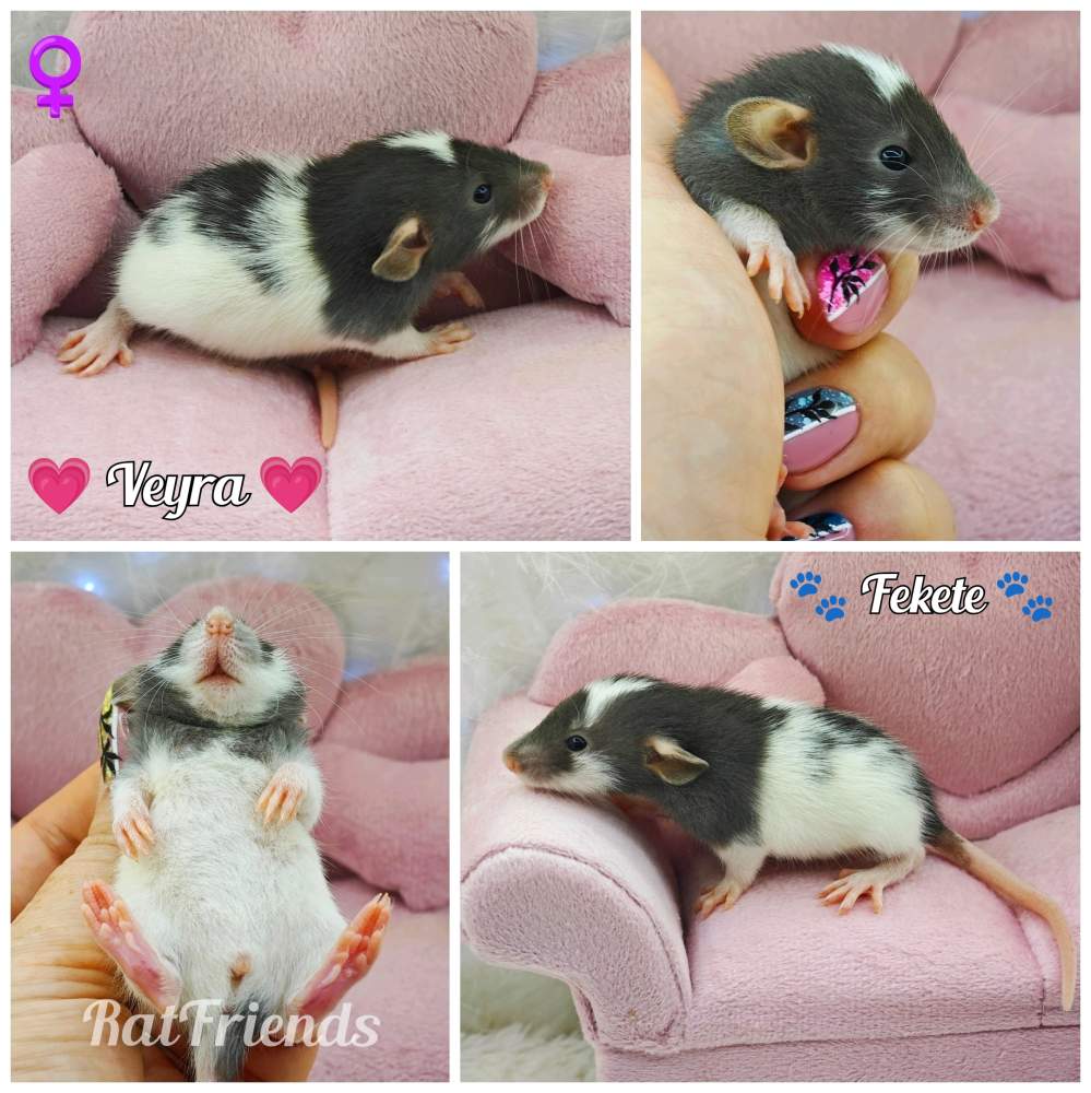 Fancy rat Breeder Rattus norvegicus 