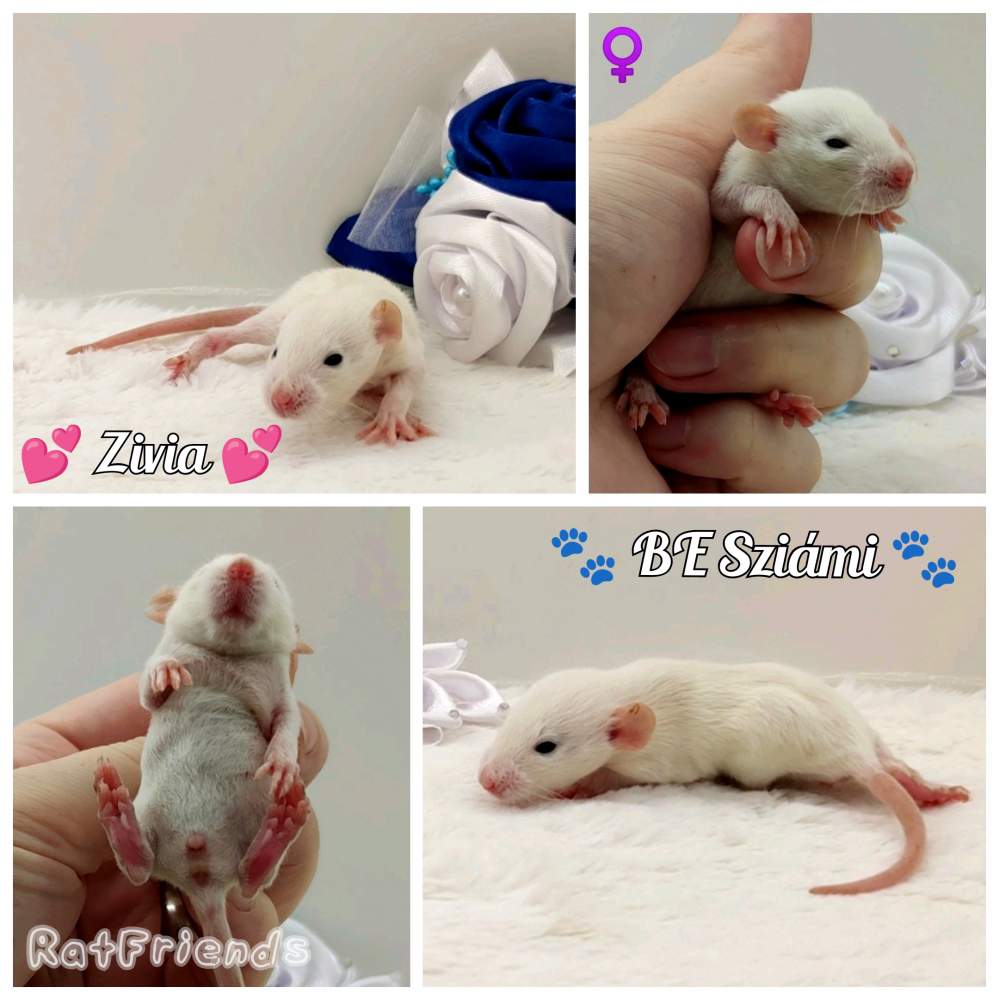 Fancy rat Breeder Rattus norvegicus 