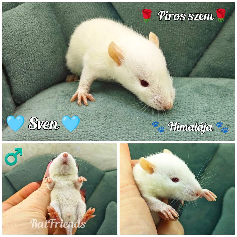 Fancy rat Available for rehoming Rattus norvegicus 