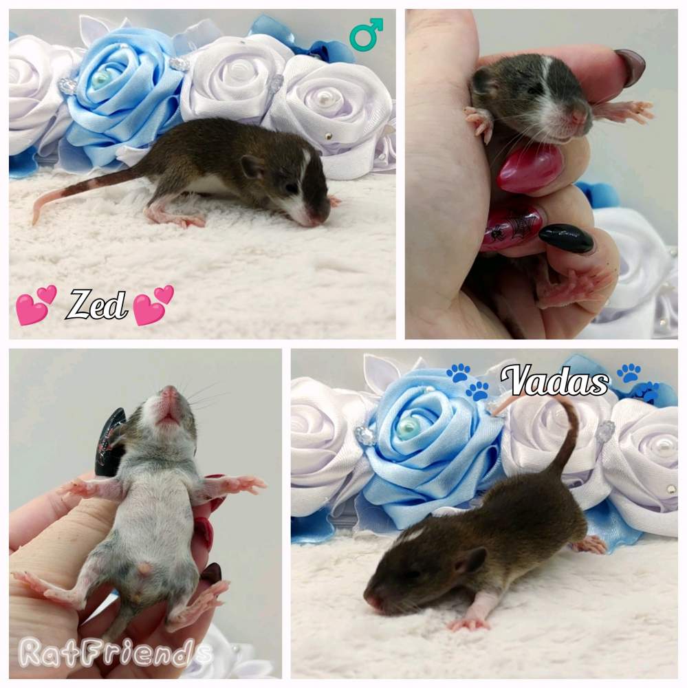 Fancy rat Owned by other Rattus norvegicus 