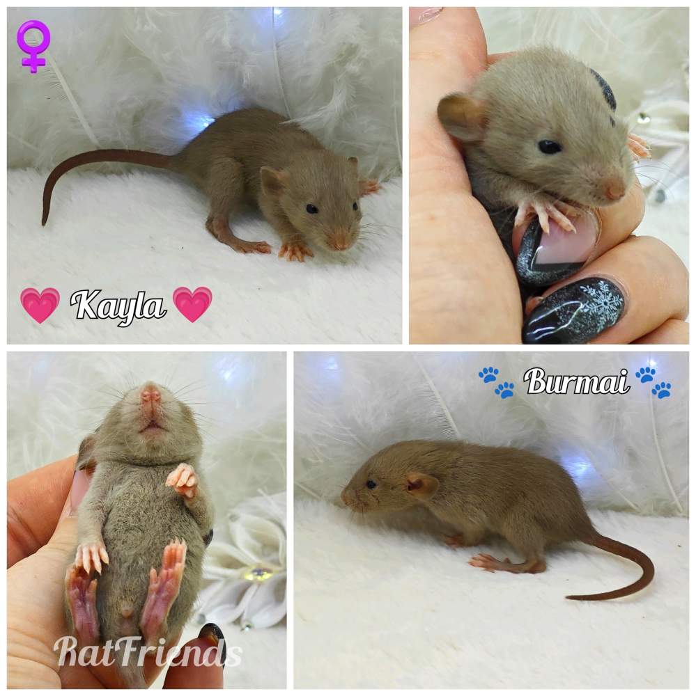Fancy rat Owned by other Rattus norvegicus 