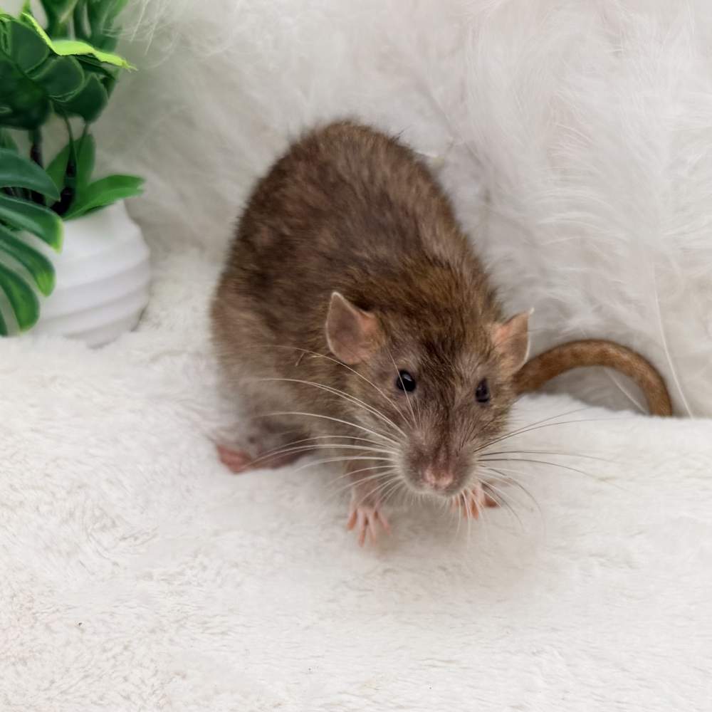 Fancy rat Breeder Rattus norvegicus 
