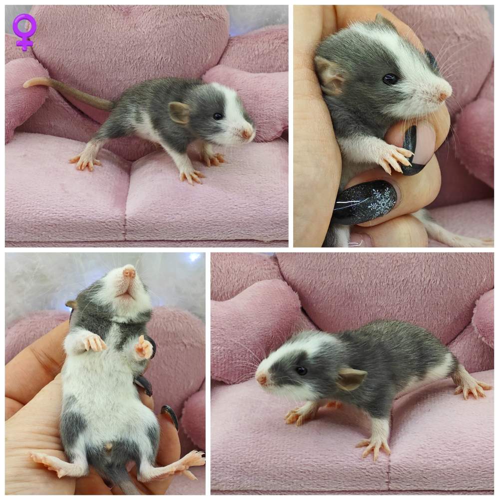 Fancy rat Breeder Rattus norvegicus 