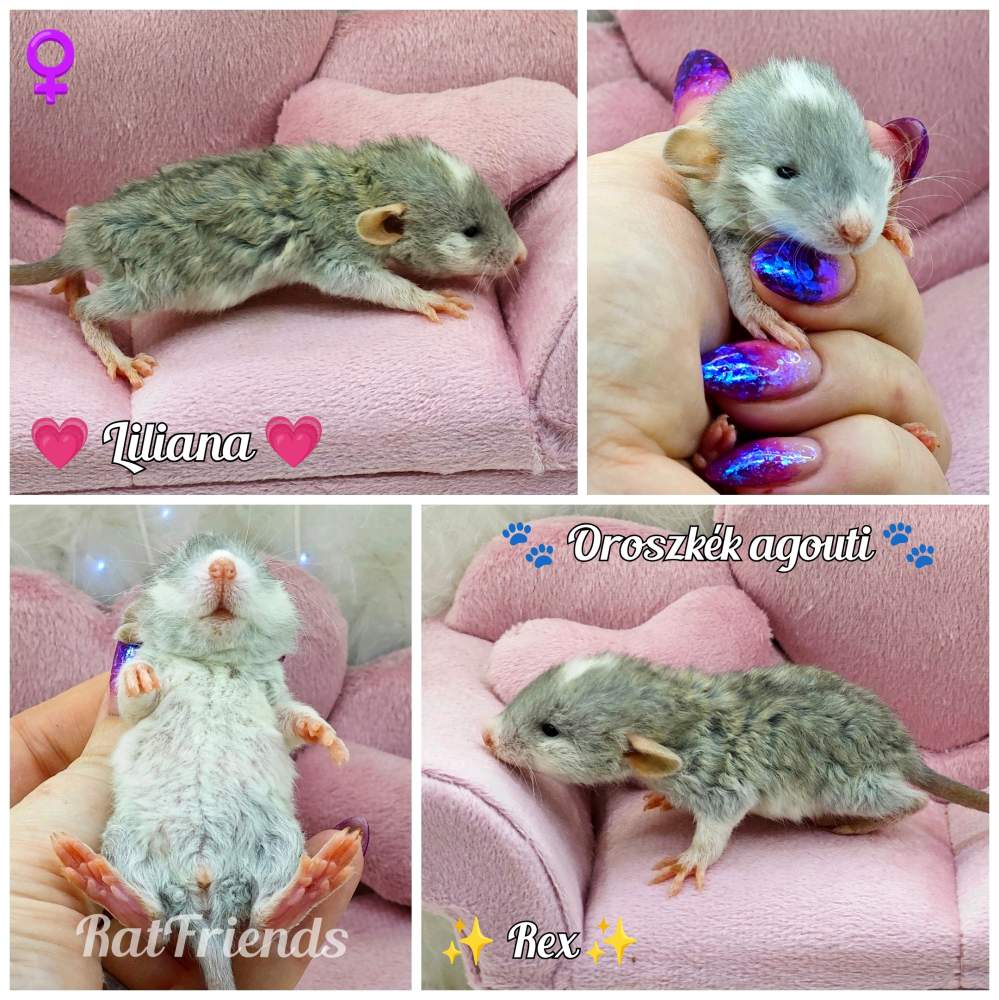 Fancy rat Owned by other Rattus norvegicus 