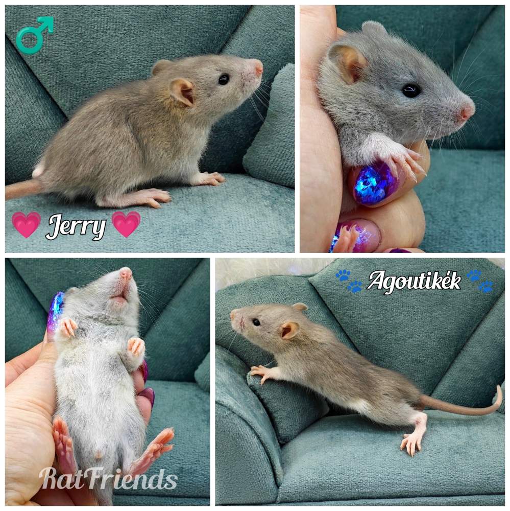 Fancy rat Owned by other Rattus norvegicus 