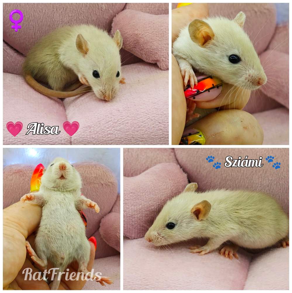 Fancy rat Available for rehoming Rattus norvegicus 