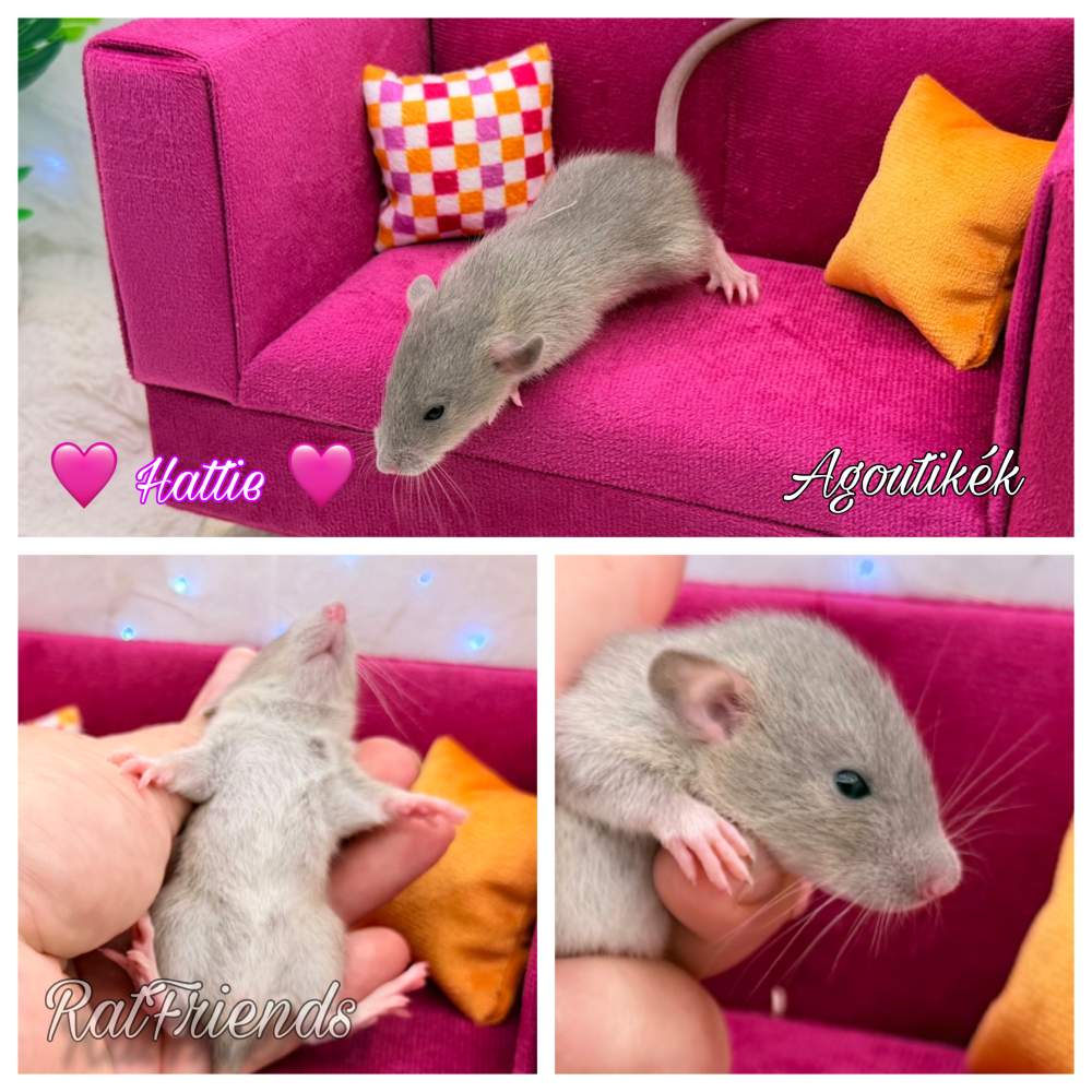 Fancy rat Available for rehoming Rattus norvegicus 