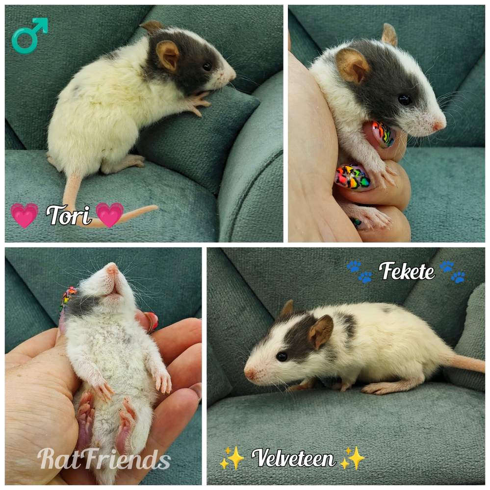 Fancy rat Owned by other Rattus norvegicus 