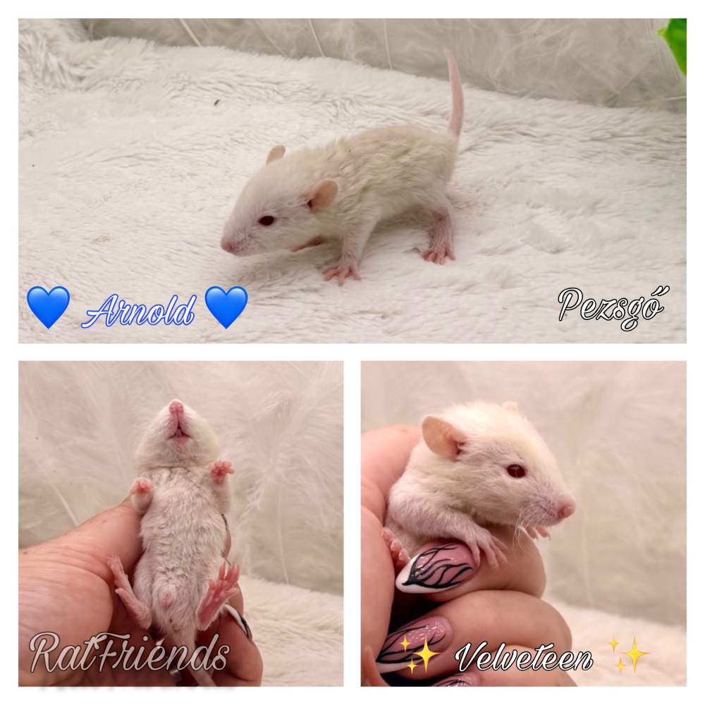 Fancy rat Available for rehoming Rattus norvegicus 