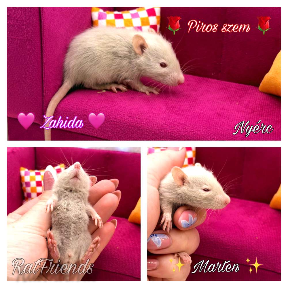 Fancy rat Available for rehoming Rattus norvegicus 