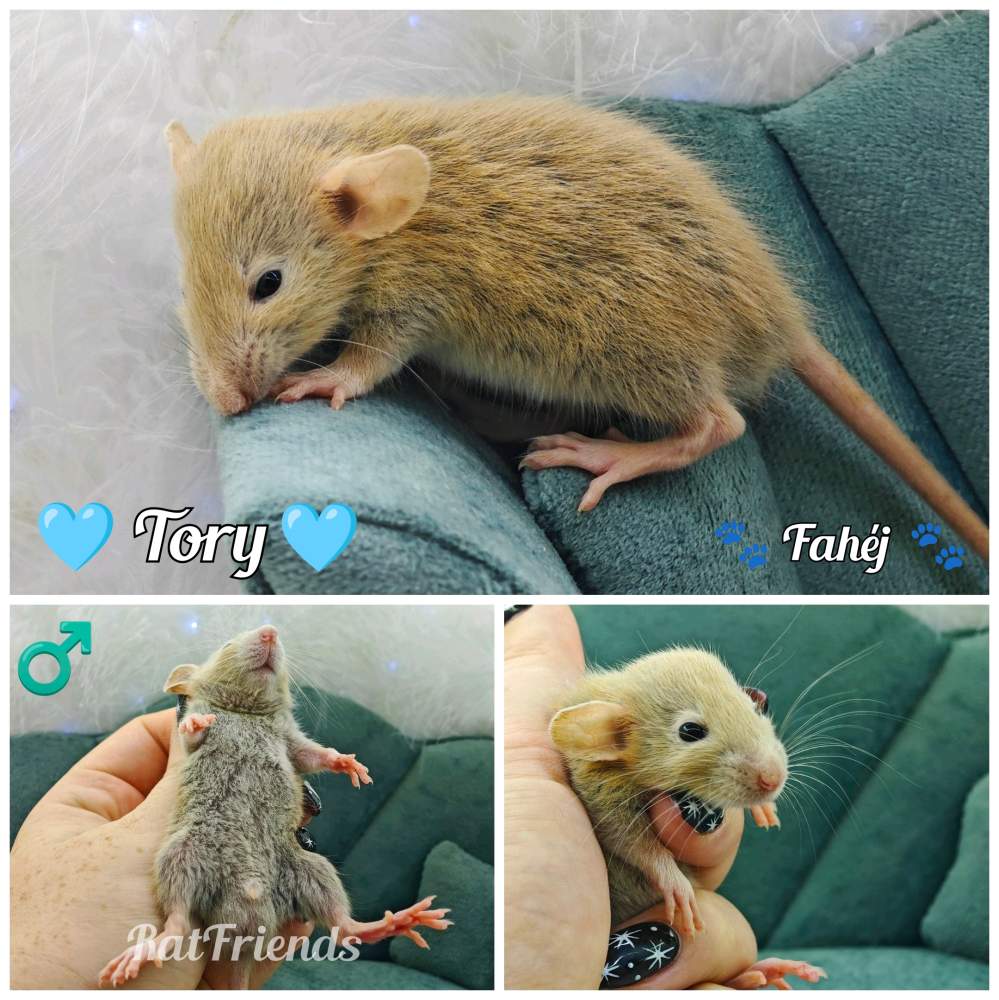 Fancy rat Available for rehoming Rattus norvegicus 