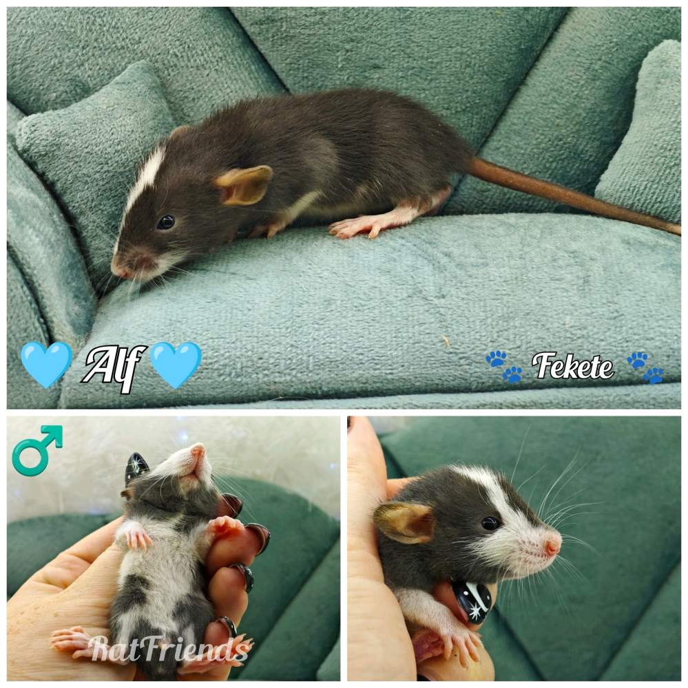 Fancy rat Available for rehoming Rattus norvegicus 