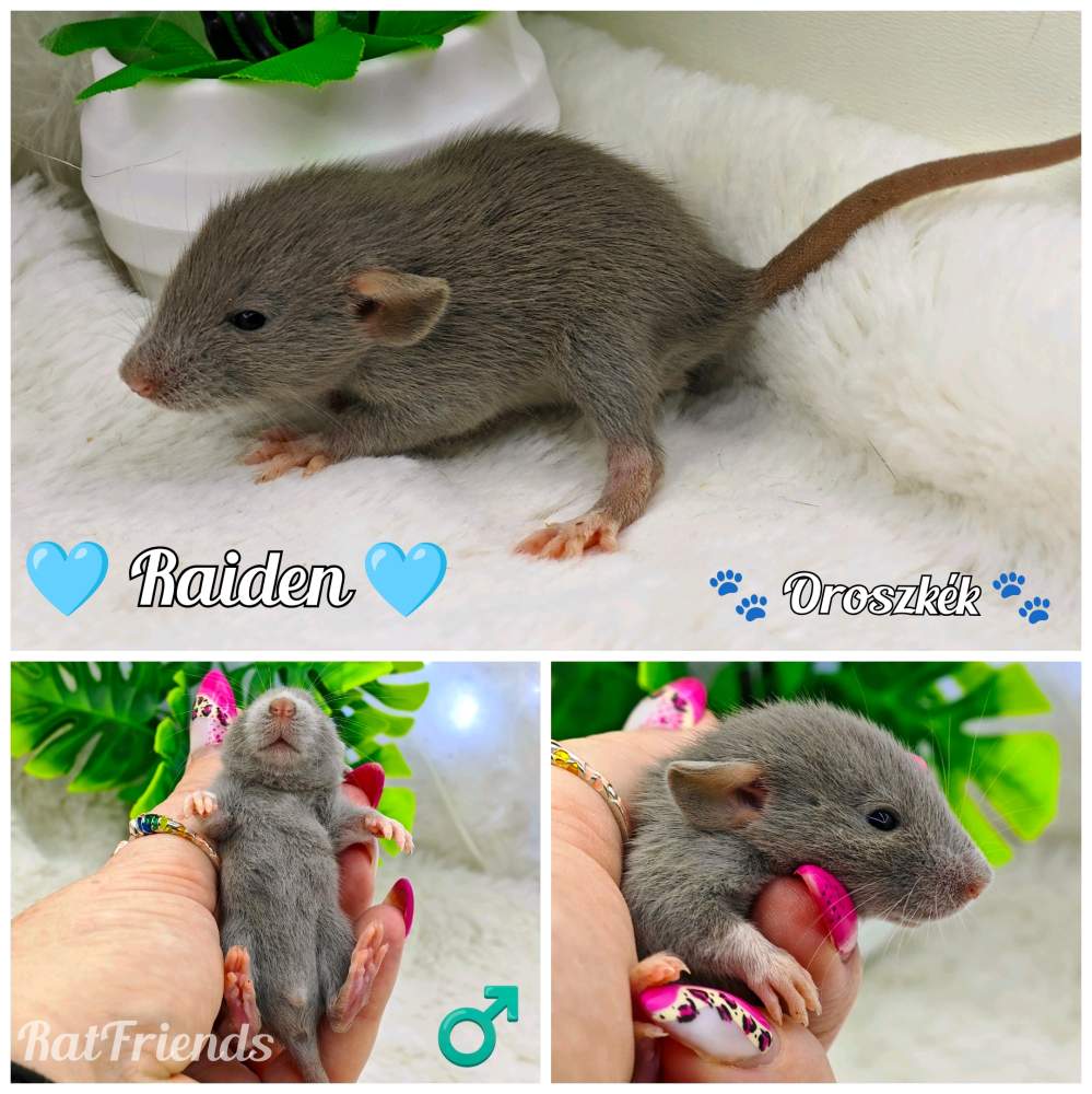 Fancy rat Available for rehoming Rattus norvegicus 