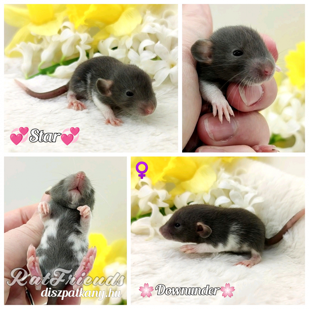 Fancy rat Owned by other Rattus norvegicus 