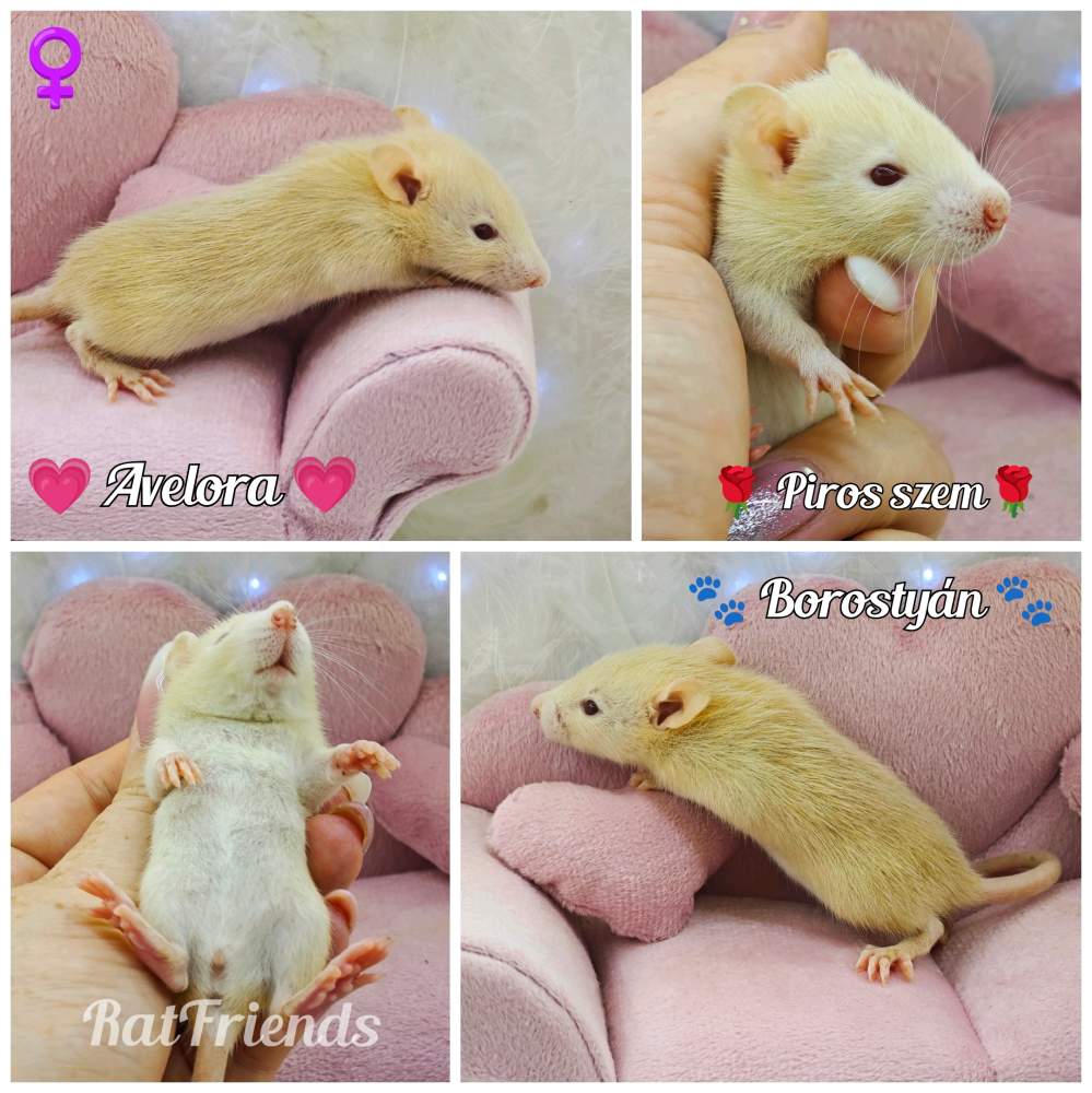 Fancy rat Breeder Rattus norvegicus 