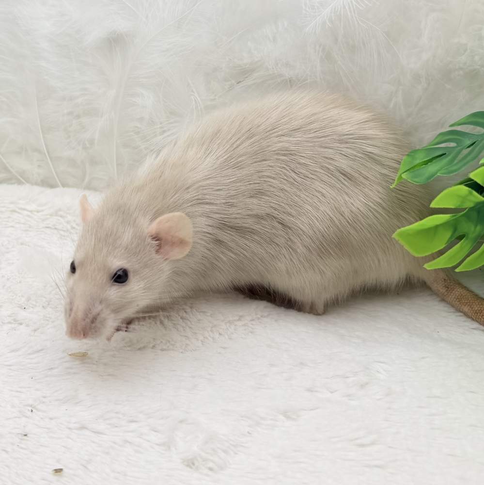 Fancy rat Breeder Rattus norvegicus 
