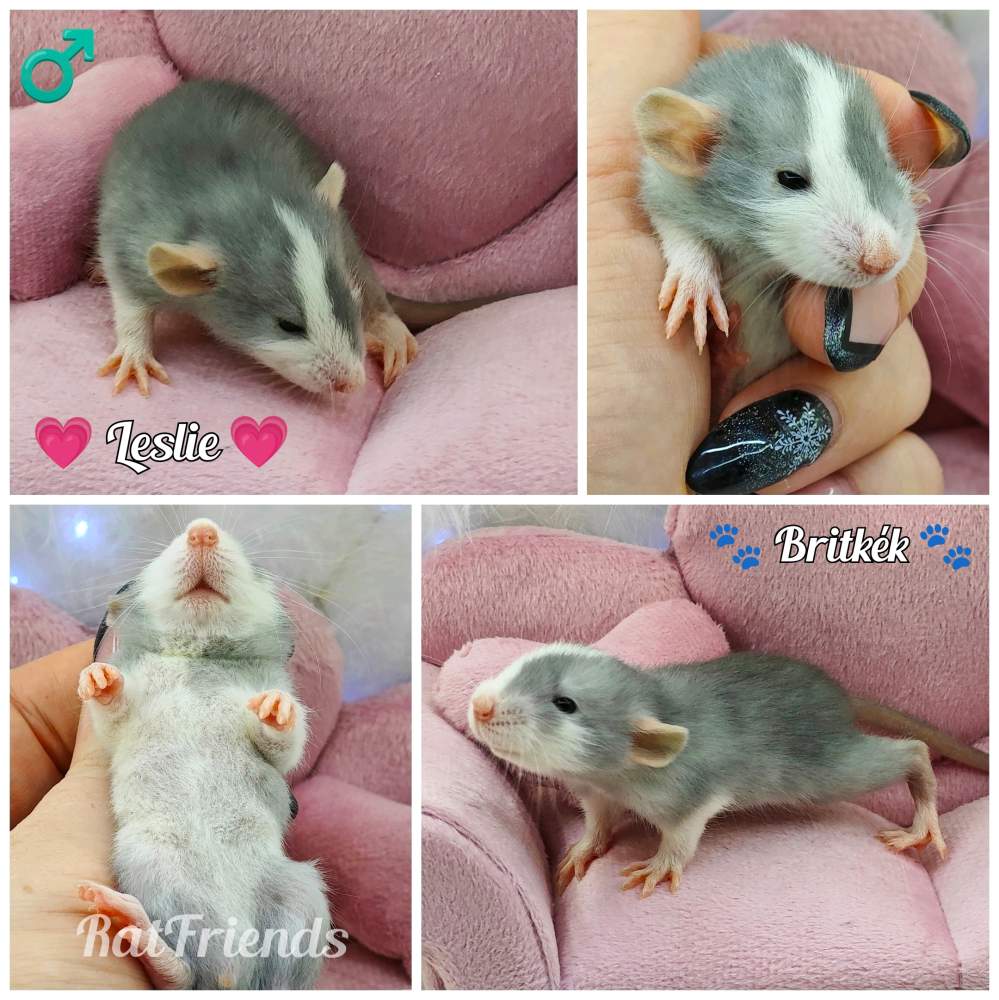 Fancy rat Owned by other Rattus norvegicus 