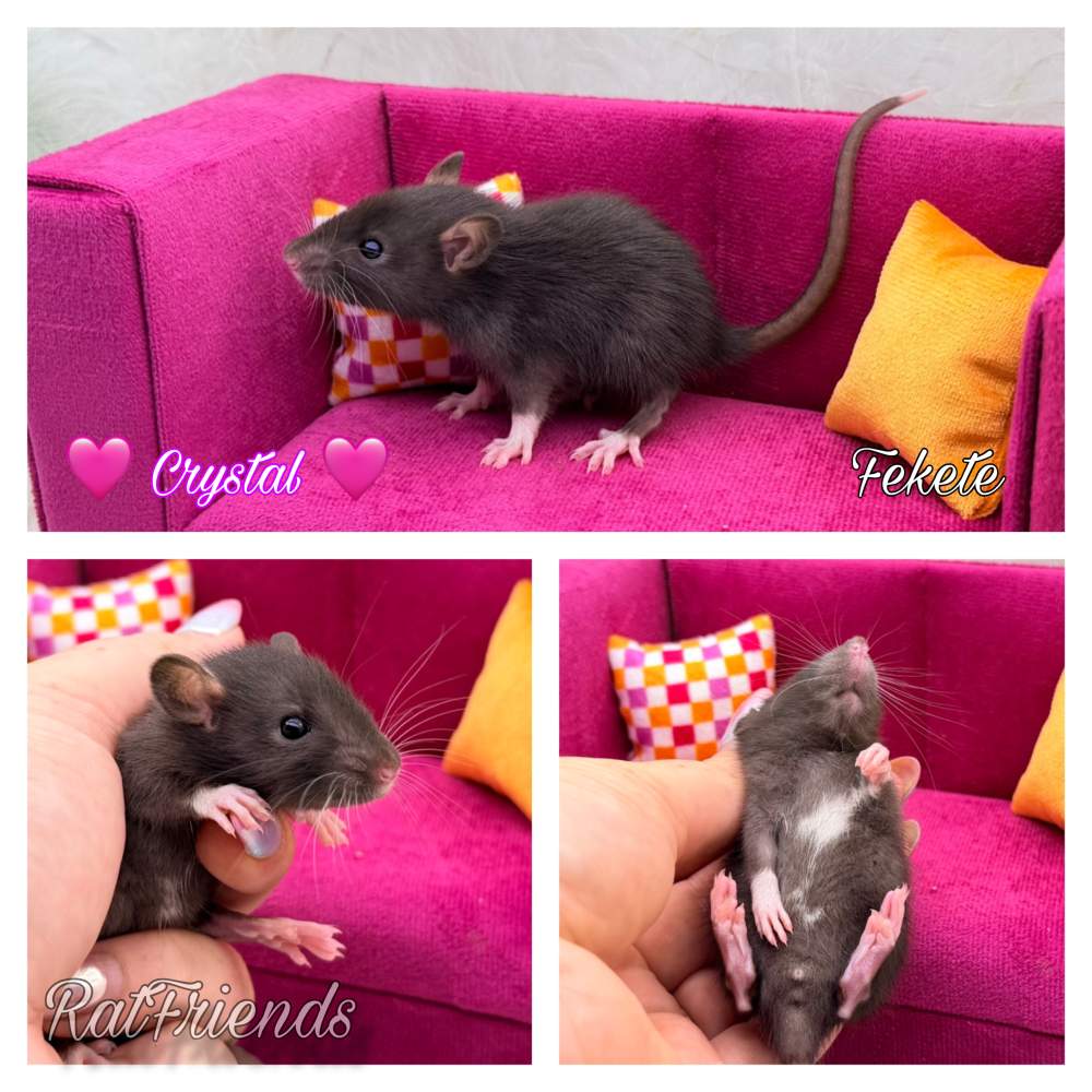 Fancy rat Breeder Rattus norvegicus 
