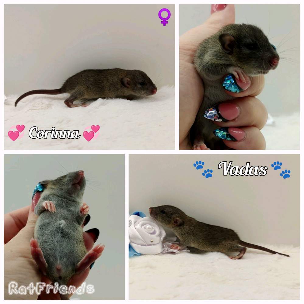 Fancy rat Owned by other Rattus norvegicus 