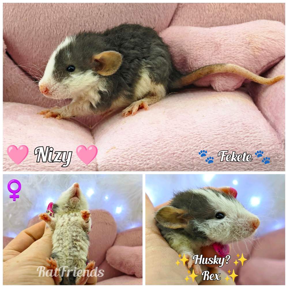 Fancy rat Rehomed Rattus norvegicus 
