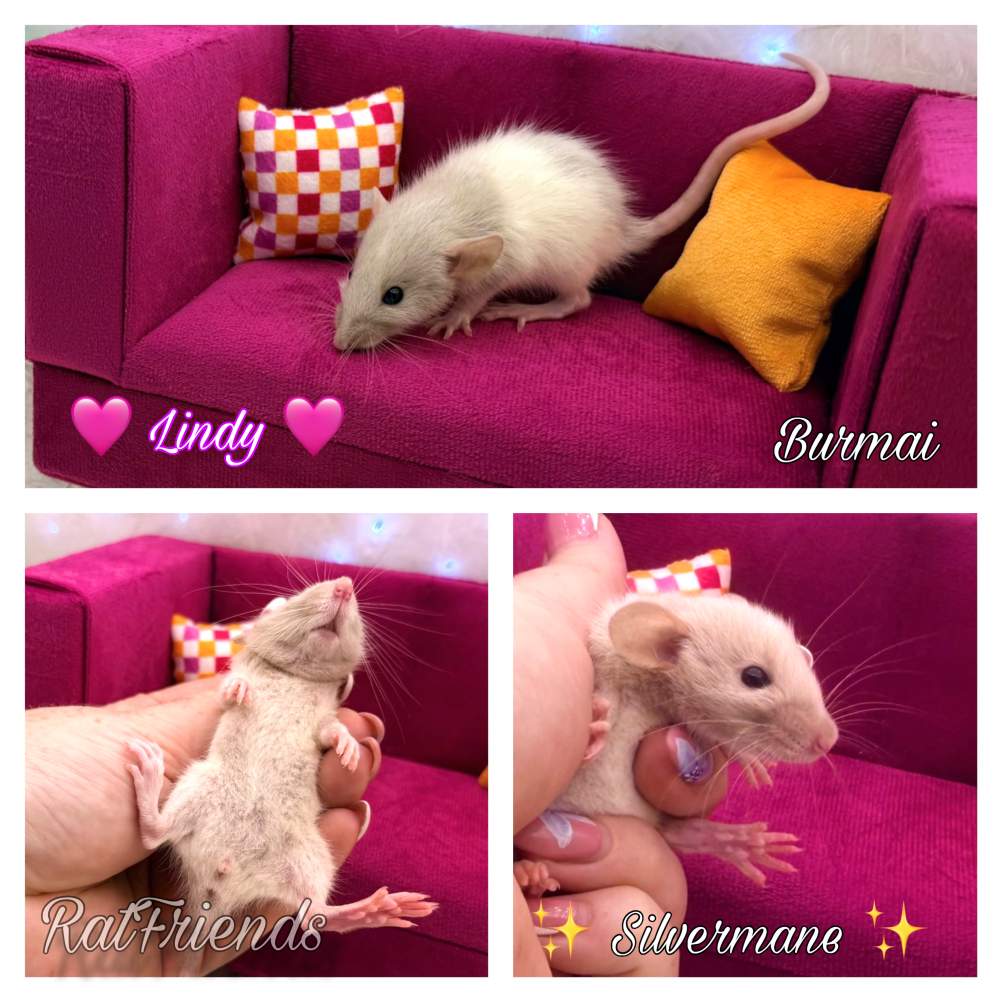 Fancy rat Breeder Rattus norvegicus 